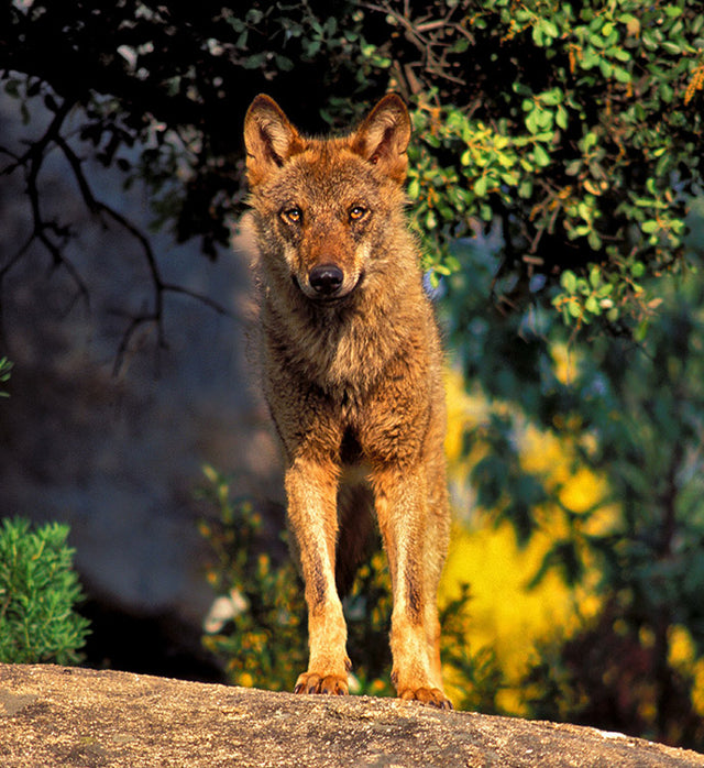Adopta un lobo y juntos ayudamos a cambiar el mundo